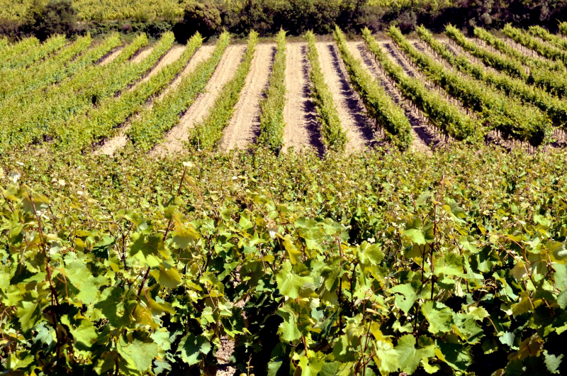 Vins de Narbonne